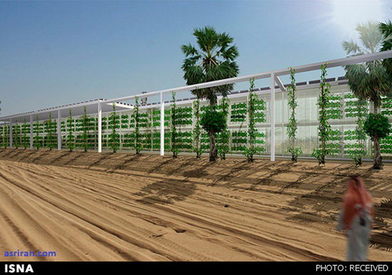 عربستان قطب کشاورزی می‌شود! +عکس