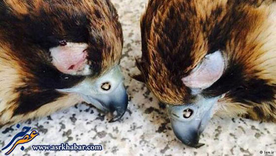 قاچاق میلیادری پرندگان نایاب ایران +عکس