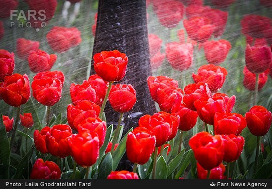 عکس: باغ ایرانی