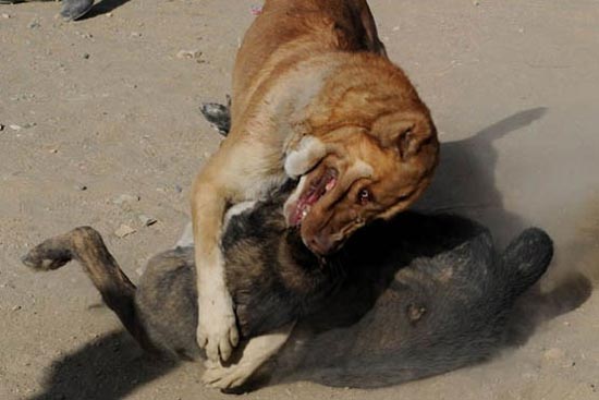 تصاویر غم انگیز از سگ دعواهای انسانی