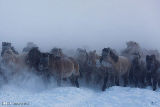 عکس: اسب های یاکوت در سرمای سیبری