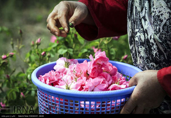 عکس: برداشت گل محمدی