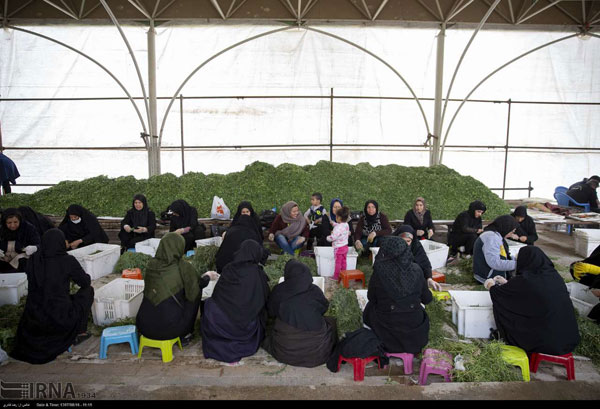 طبخ آش نذری 84 تنی در شیراز