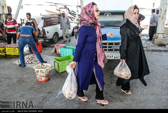 عکس: صیادی ماهی و میگو در بوشهر