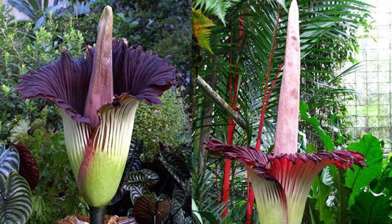 عجیب ترین و حیرت آور ترین گل های جهان