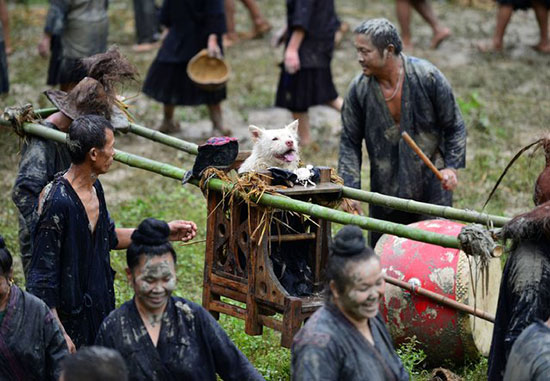 روز عجیب برای سگ‌ها در چین