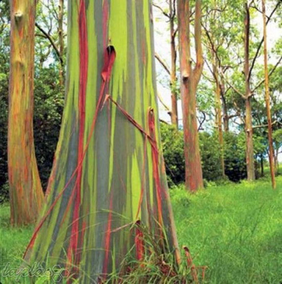 رنگی ترین درختان دنیا +عکس