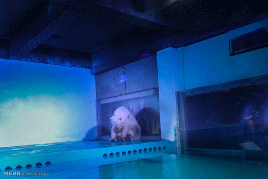 غمگین ترین خرس قطبی جهان