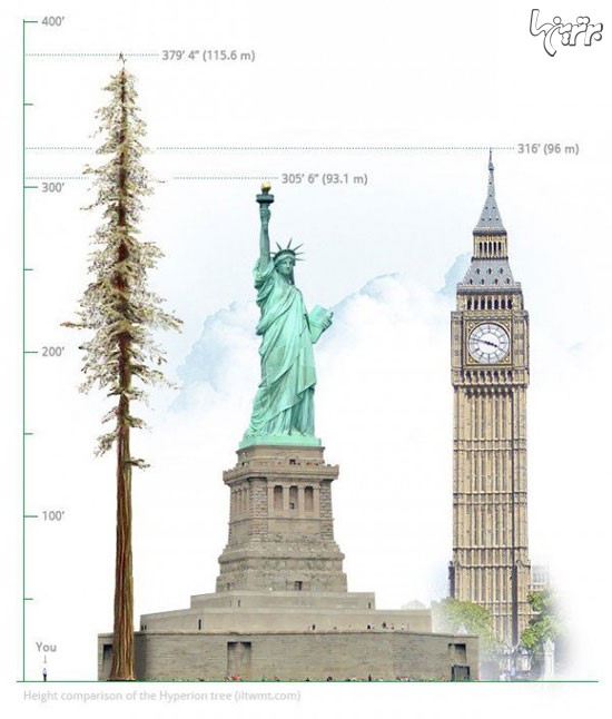 با بلندترین درخت دنیا آشنا شوید +عکس