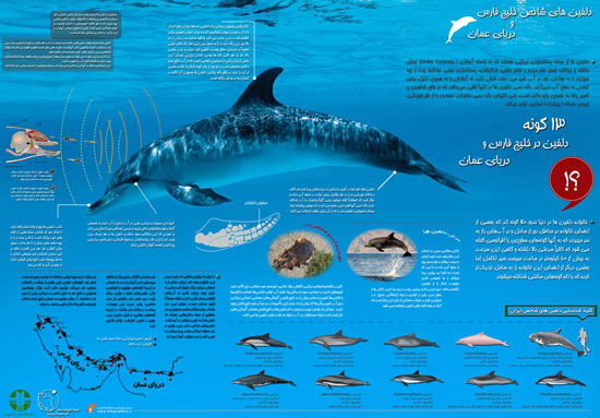 اینفوگرافی: انواع دلفین های ایرانی