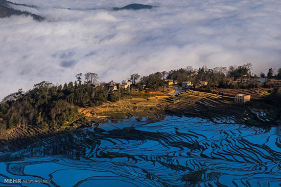 تصاویری زیبا از شالیزارهای برنج در چین