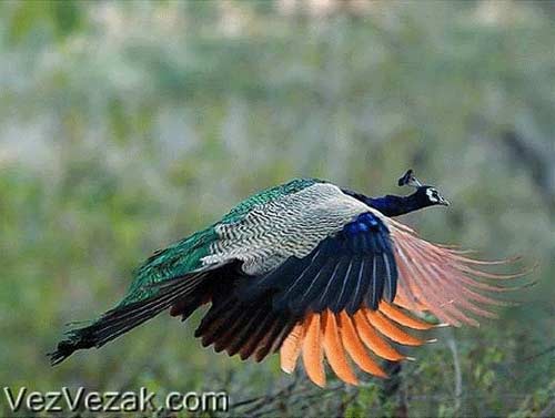 آیا پرواز کردن طاووس را دیده اید؟