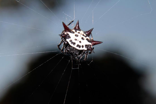 عنکبوتی زیبا به نام جواهر +عکس