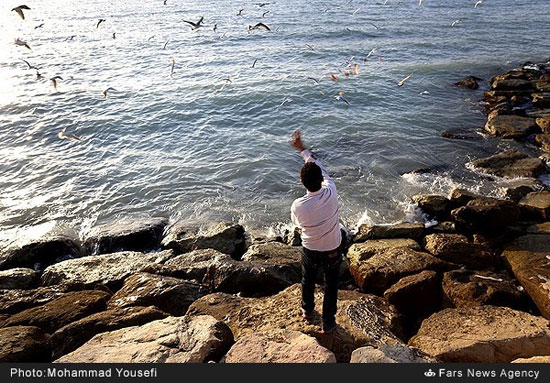 رسم جالب مردم بوشهر به کام مرغان دریایی
