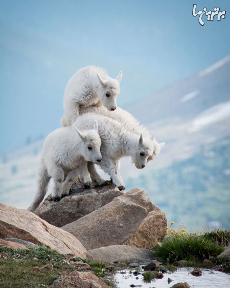 برندگان مسابقه عکاس طبیعت نشنال جئوگرافی ۲۰۱۷