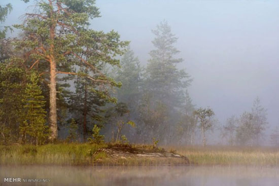 جنگلِ زیبای کارلیا در روسیه +عکس