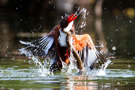عکس: نبرد دراماتیک مرغ ماهیخوار و مار