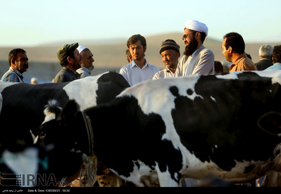 بازار خرید و فروش دام در آستانه عید قربان