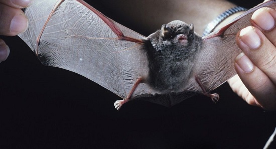 کشف ۶ نوع دیگر کروناویروس در خفاش