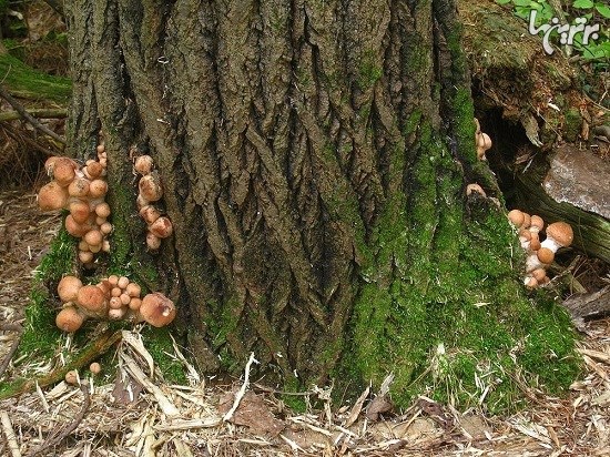 قارچ‌های هومونگوس، بزرگترین ارگانیسم زنده جهان