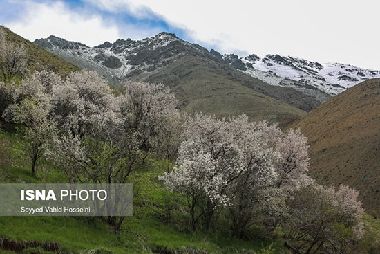 شکوفه‌های اردیبهشت