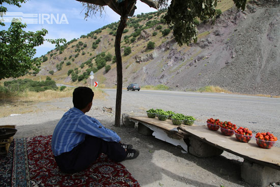 فروش توت فرنگی در جاده‌های کردستان