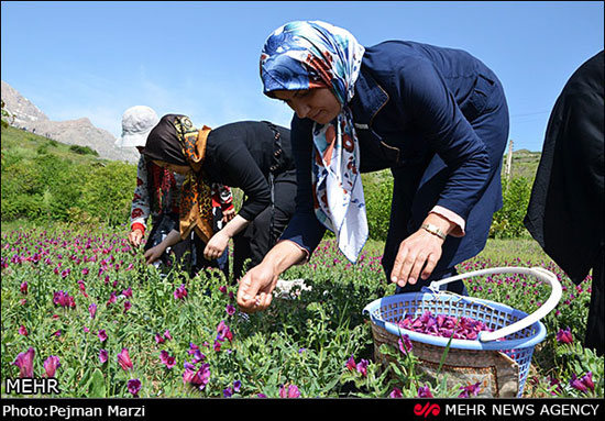 عکس: جشنواره گل گاوزبان