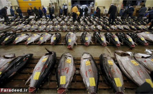 فروش ماهی 350 میلیون تومانی +عکس