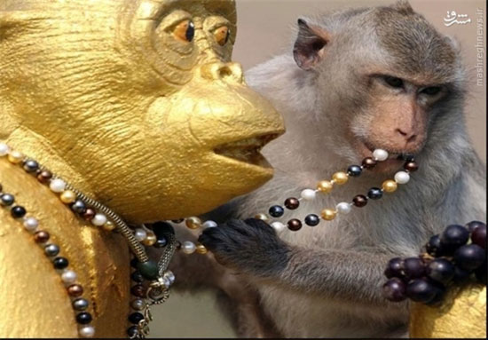 ضیافت میمون ها در تایلند