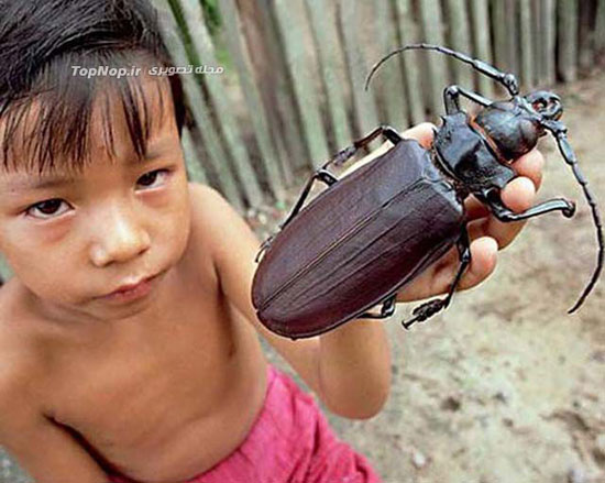 هولناکترین حشرات زمین +عکس