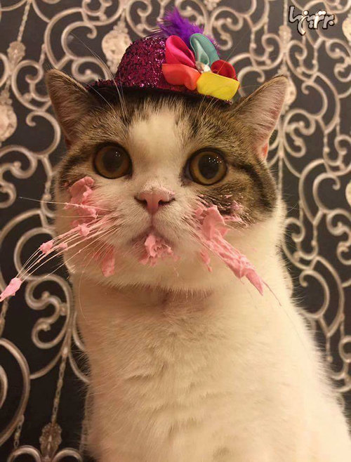 کیک خوردن بامزه گربه در روز تولدش!