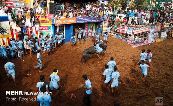 جشنواره گاوبازی در هند