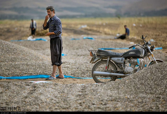 برداشت و خشک کردن تخمه در روستای «چمه»