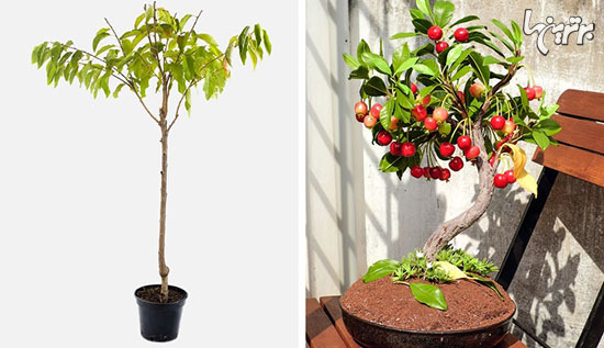 درختان میوه‌ای که خودتان می‌توانید بکارید