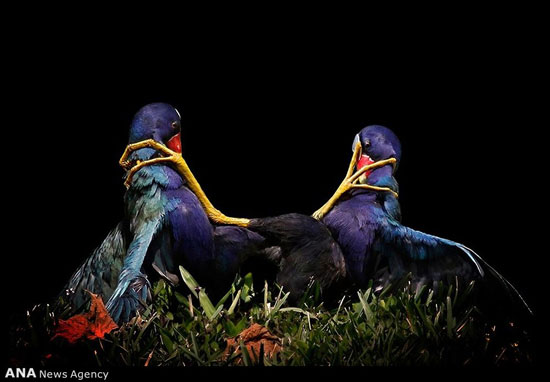 عکس‌های برتر مسابقه عکاسی پرندگان