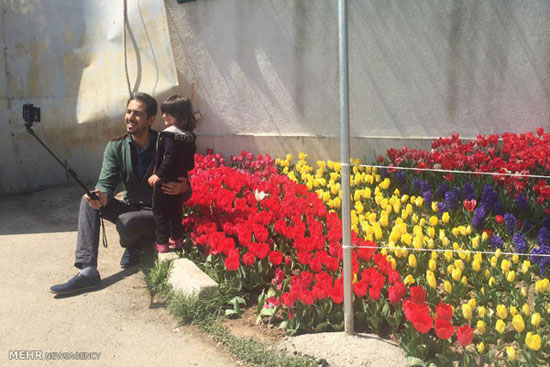 خیابانی با 30 هزار گل لاله در تهران