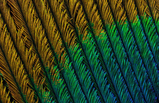نگاهی دقیق‌تر به یک پروژه عکاسی سوپر ماکرو: پر طاووس