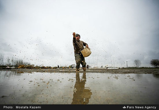 خزانه‌گیری برنج در شالیزارهای شمال +عکس