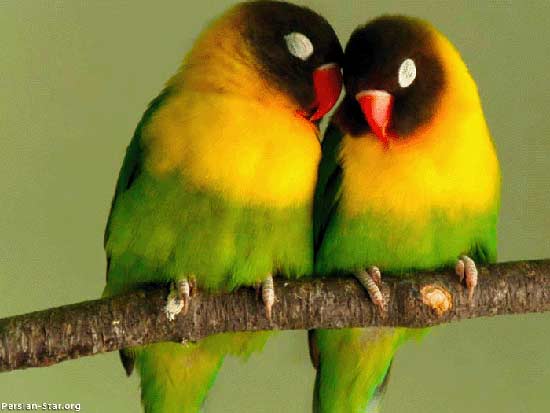تصاویر فوق العاده زیبا از دنیای پرندگان (2)
