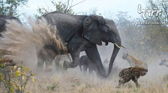 تصاویری از دفاع جانانه فیل مادر از بچه اش