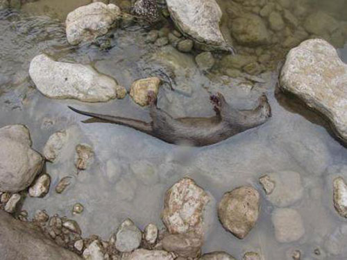 عکس: فاجعه زیست‌محیطی در لرستان