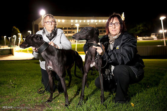 مسابقه سگ های تازی در استرالیا