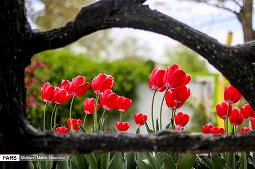 جشنواره گل لاله و درختچه‌های زینتی