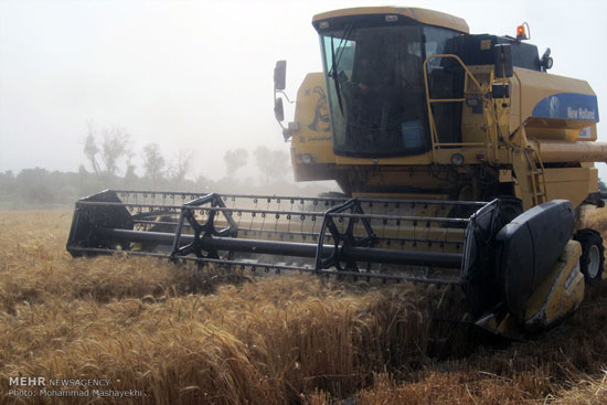 عکس: برداشت گندم از مزارع هرمزگان