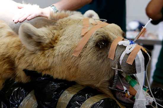 تلاش‌ برای درمان حیوانات وحشی در کلینیک‌ها