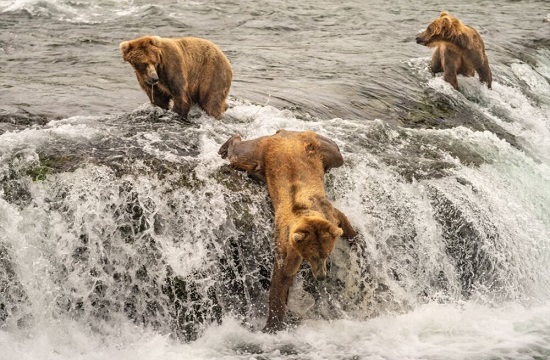 پشتکار خرس‌ها برای شکار سالمون