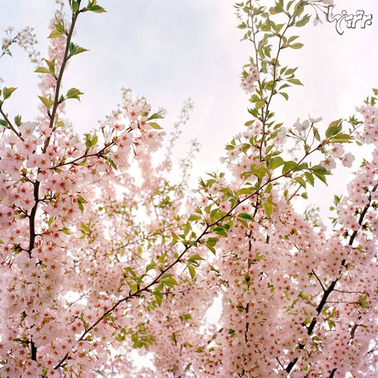 شکوفه های گیلاس در نیویورک +عکس