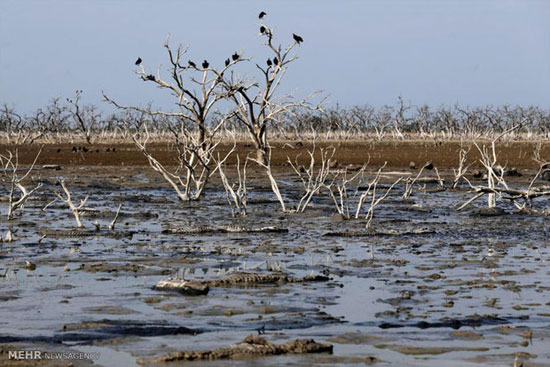 تهدید محیط زیست در نتیجه خشکسالی‎
