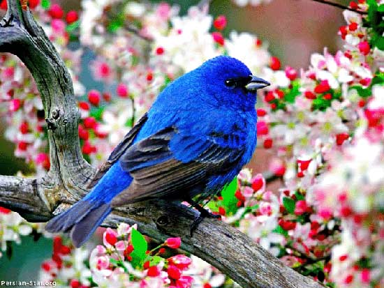 تصاویر فوق العاده زیبا از دنیای پرندگان (2)
