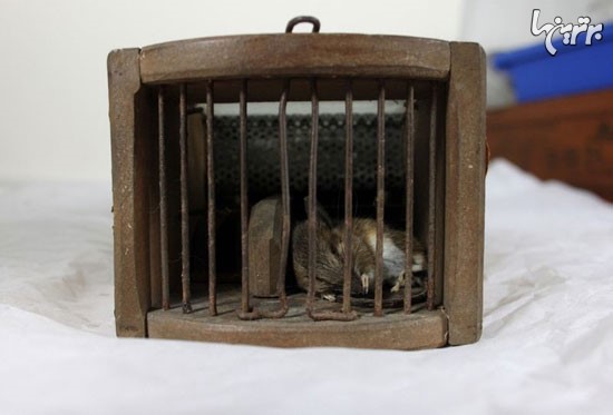 گیر افتادن موش در تله 155 ساله +عکس